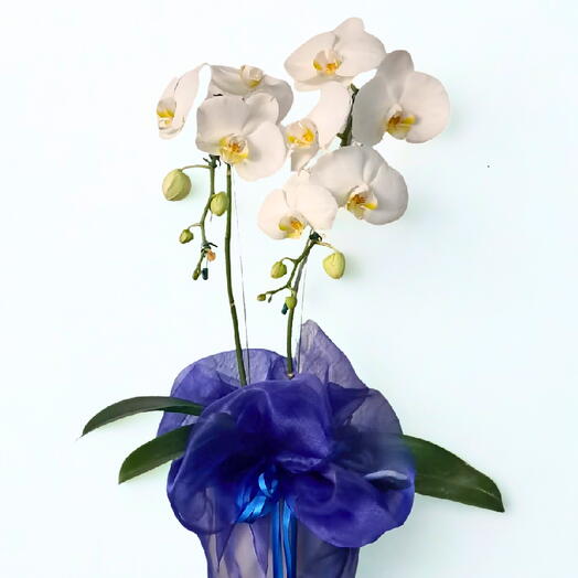 Orquidea Deluxe